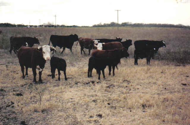 cattle001.jpg